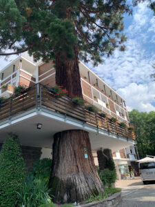 un albero di pino cresce integrato nel balcone dell'hotel